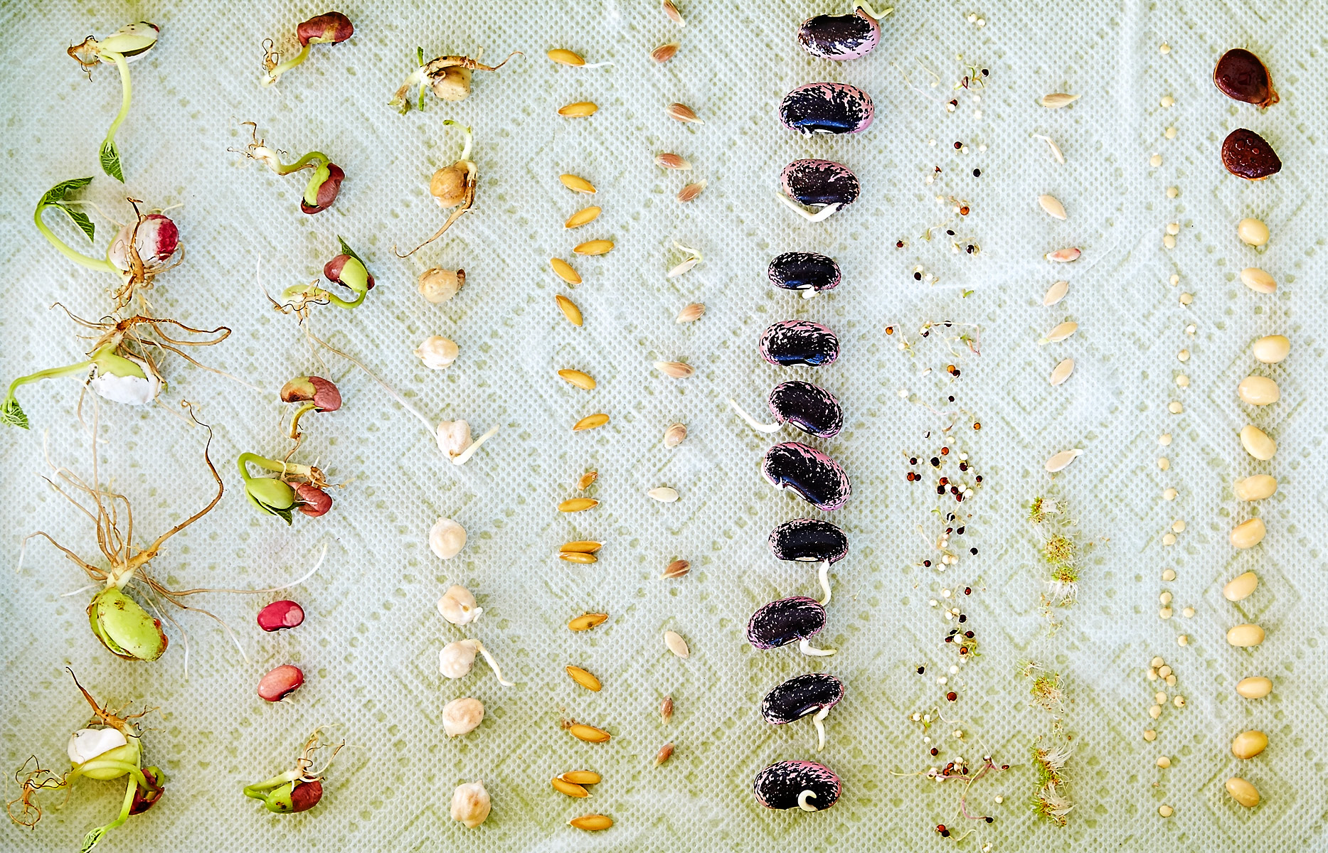 exploratorium-kitchen_seeds